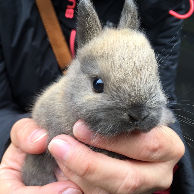 ein Kaninchenbaby (Foto: SWR)