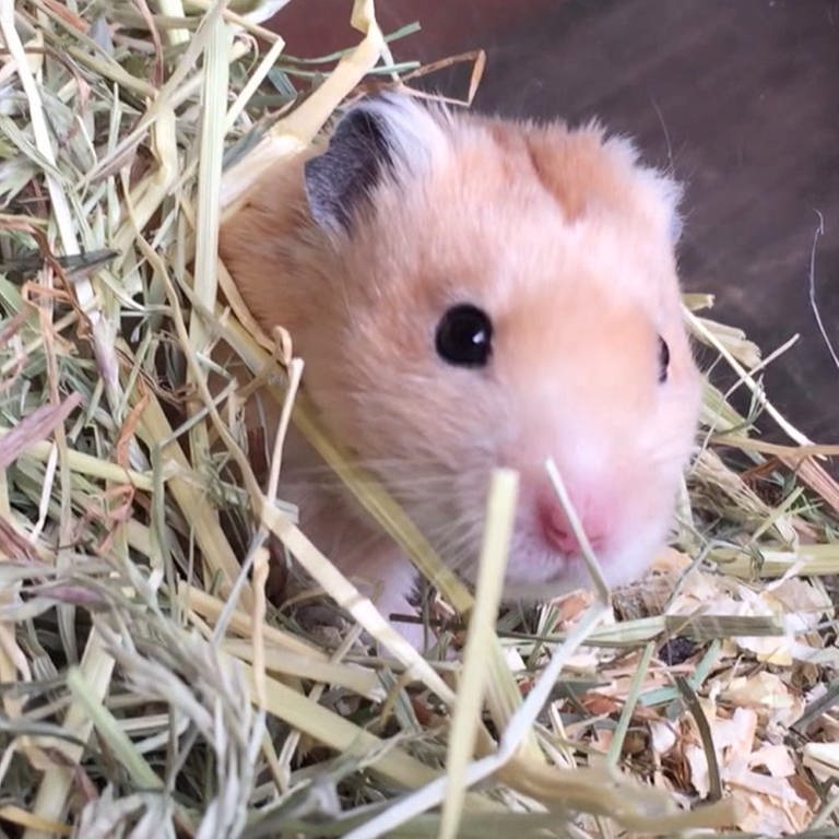 Hamster Brad (Foto: SWR)