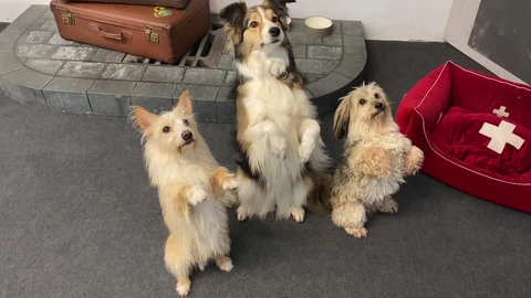 Hundetrick: Männchen (Foto: SWR)