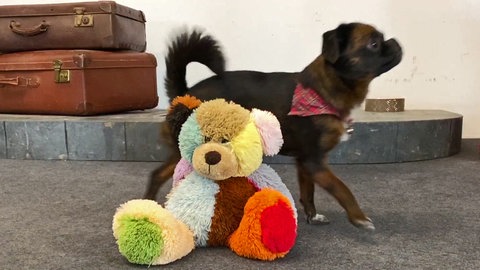 Hundetrick: Um etwas herumlaufen (Foto: SWR)