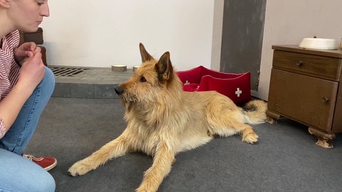 Hundetrick: Peng (Foto: SWR)