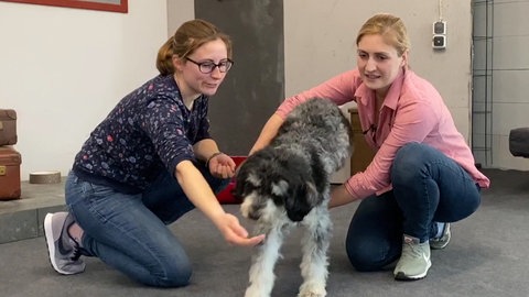 Hundetrick: Durch die Arme springen (Foto: SWR)