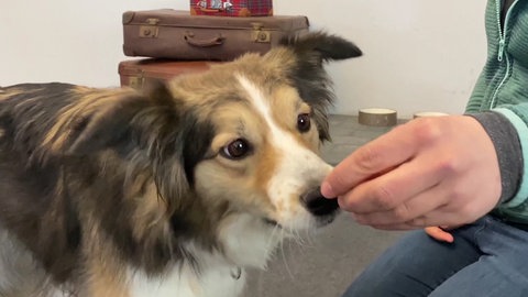 Hundetrick: Dreh dich! (Foto: SWR)