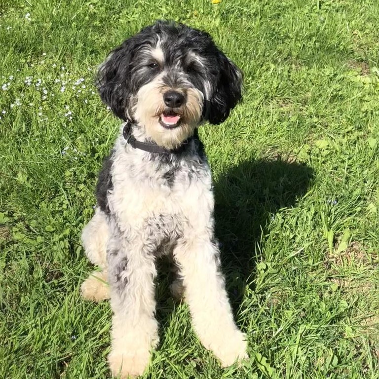 Filmhund Eddie spielt "Jojo" (Foto: SWR)