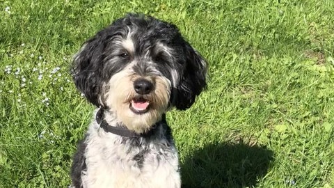 Filmhund Eddie spielt "Jojo" (Foto: SWR)