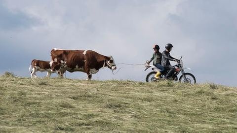 Paulina und Pawel von "Tiere bis unters Dach" auf einem Motorrad und mit der Kuh Felicia und ihrem Kalb Prinzi (Foto: SWR, Maria Wiesler)