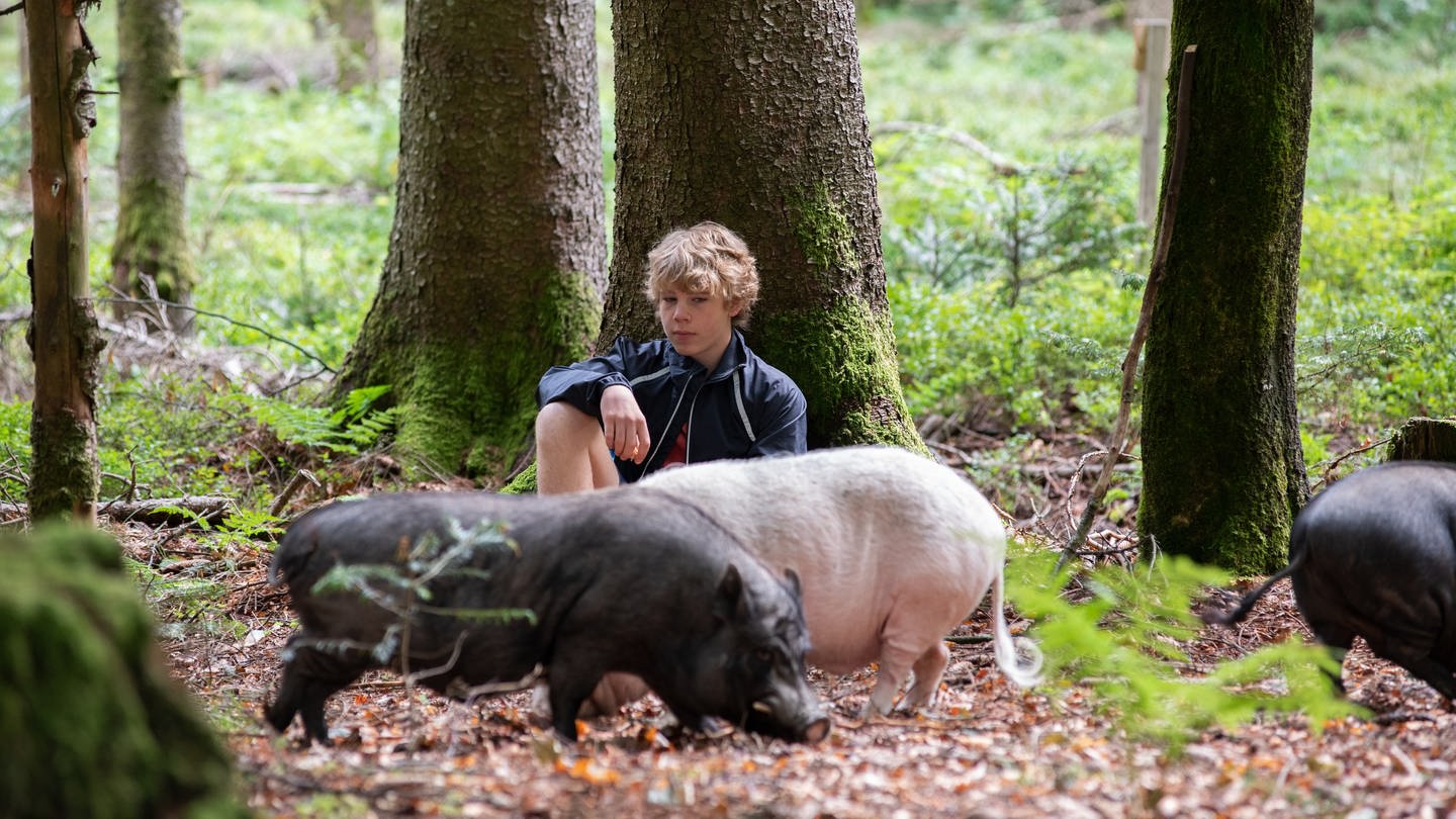 Tim sitzt mit drei Schweinen im Wald