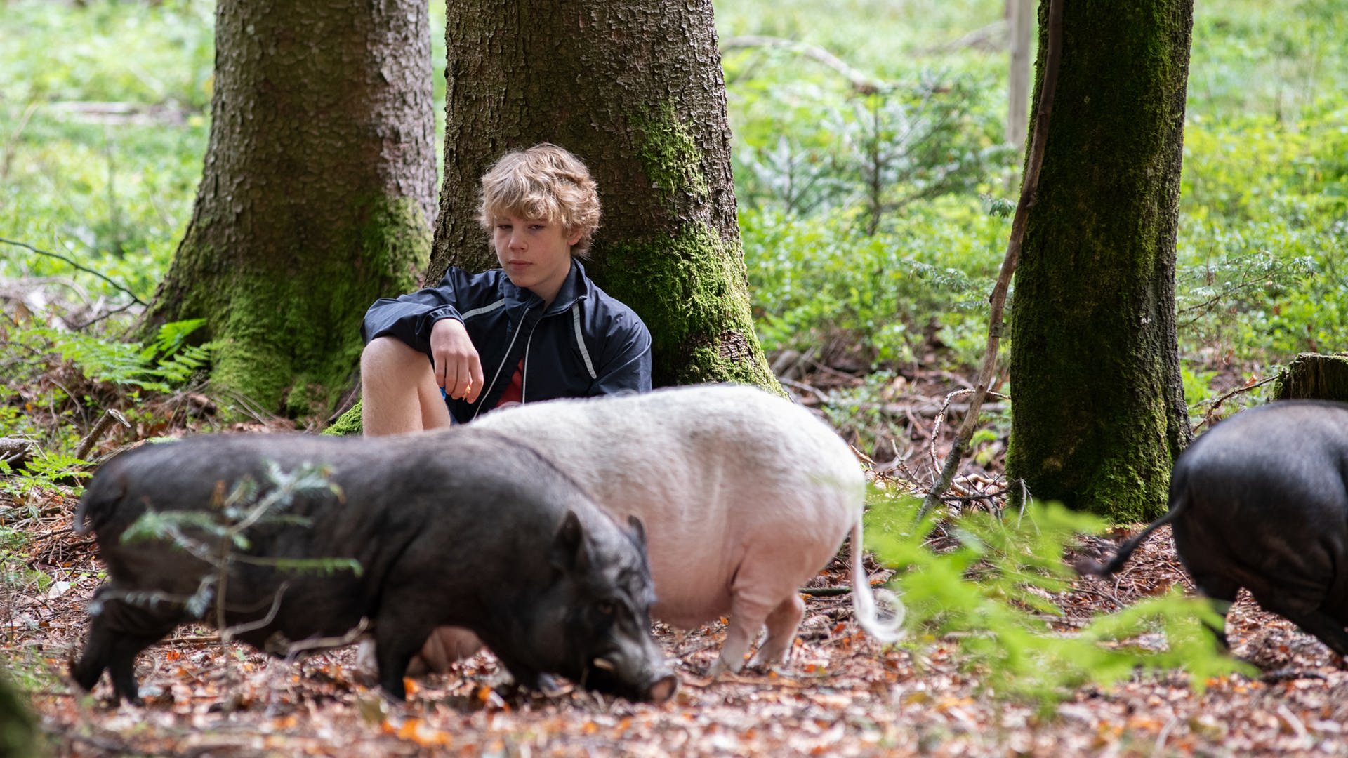 Tim sitzt mit drei Schweinen im Wald (Foto: SWR, Maria Wiesler)