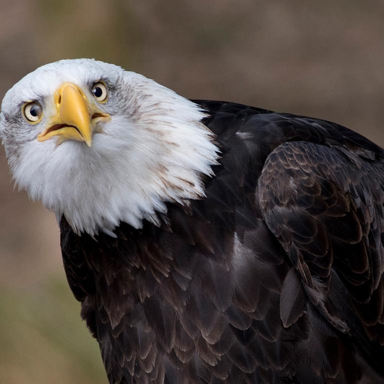 Ein Adler (Foto: SWR, SWR -)