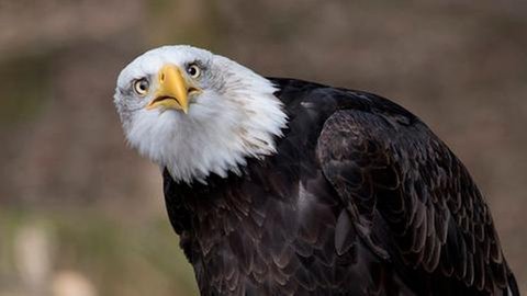 Ein Adler (Foto: SWR, SWR -)