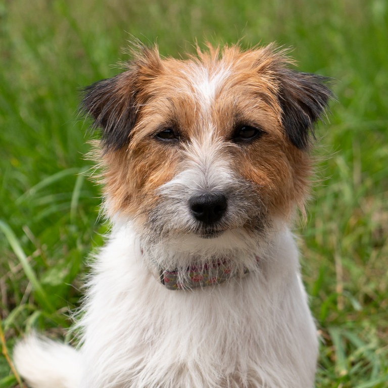 Hündin Resi spielt bei "Tiere bis unters Dach" Tinka (Foto: SWR, Maria Wiesler)