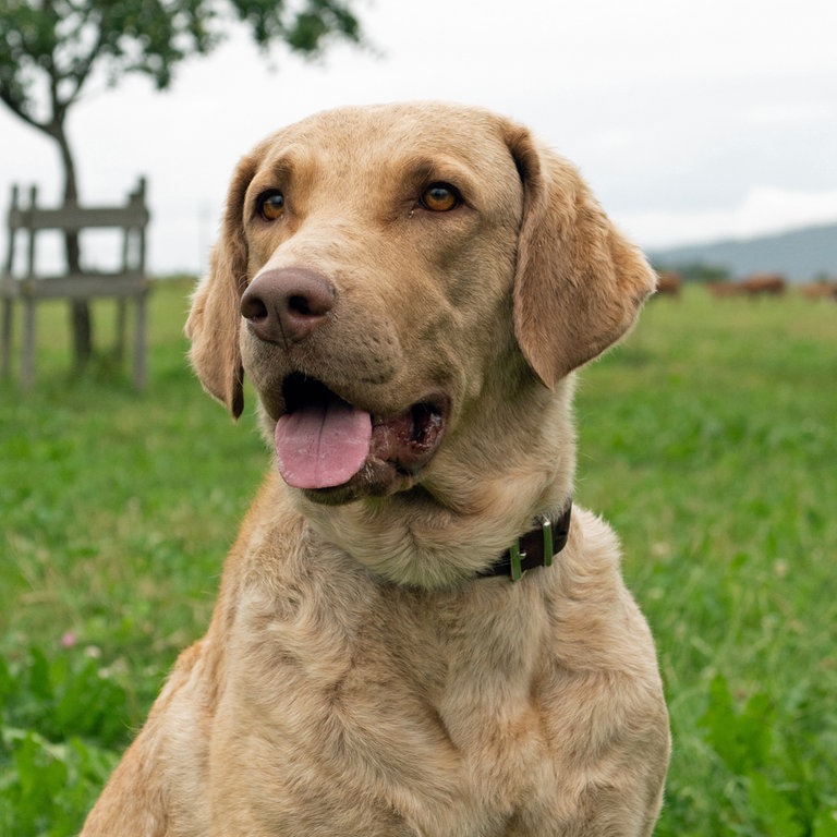 Hündin Maui spielt bei "Tiere bis unters Dach" Pari (Foto: SWR, Maria Wiesler)