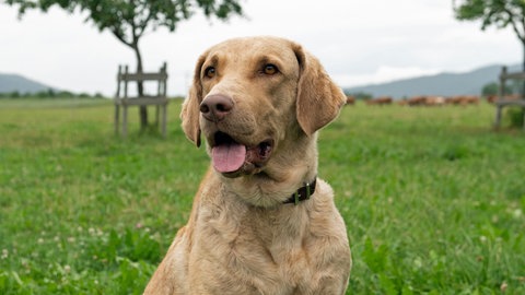 Hündin Maui spielt bei "Tiere bis unters Dach" Pari (Foto: SWR, Maria Wiesler)