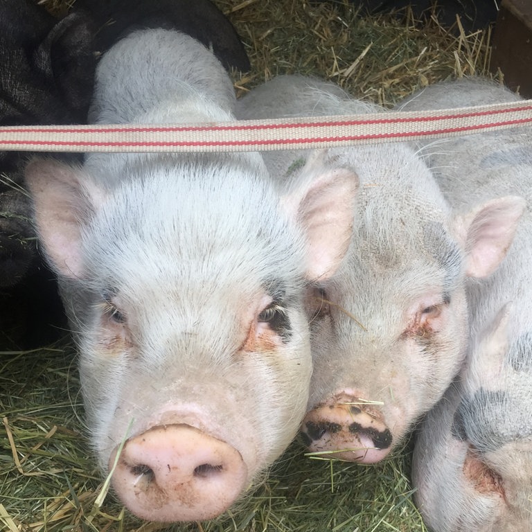 Minischweine vor der Kamera (Foto: SWR)