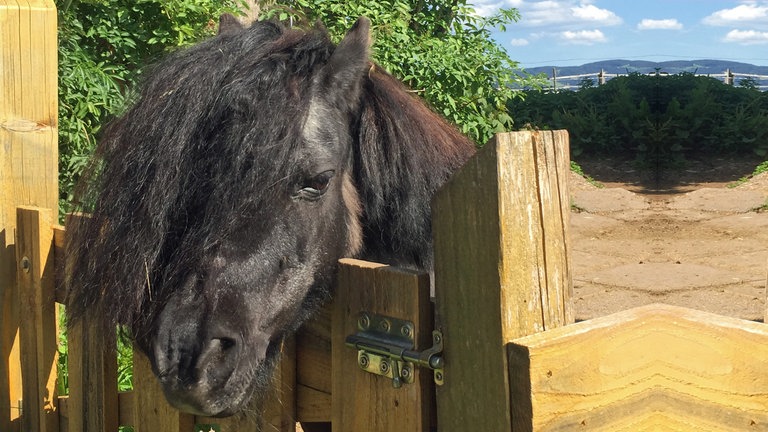 Mini-Shetlandpony Friedolin aus "Tiere bis unters Dach" (Foto: SWR)