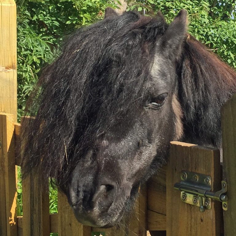 Mini-Shetlandpony Friedolin aus "Tiere bis unters Dach" (Foto: SWR)