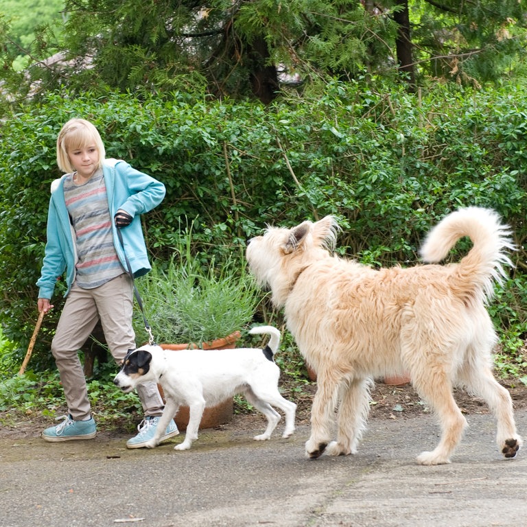Nelly mit den Hunden Cookie und Brezel, Tiere bis unters Dach (Foto: SWR, Maria Wiesler)