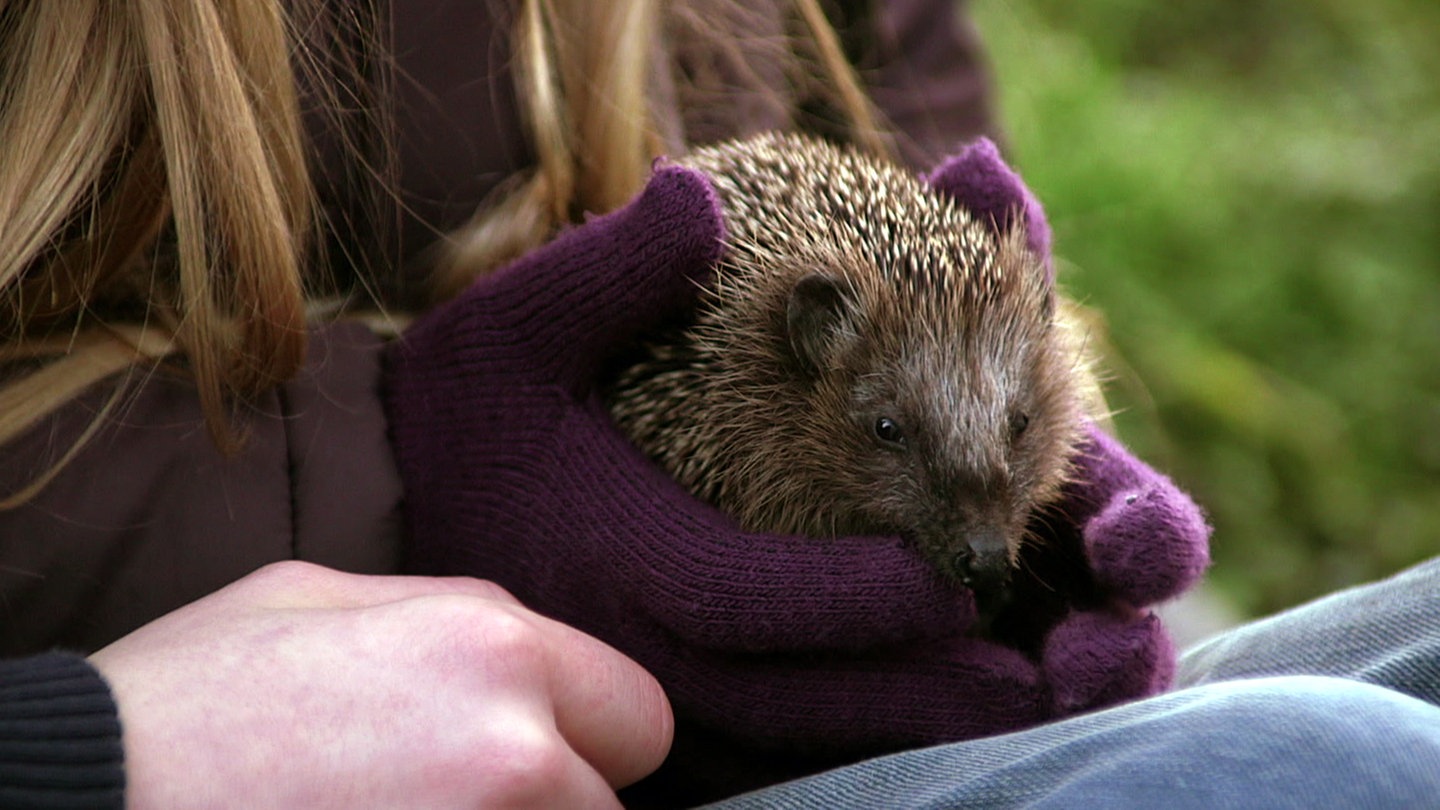 ein Igel (Foto: SWR)