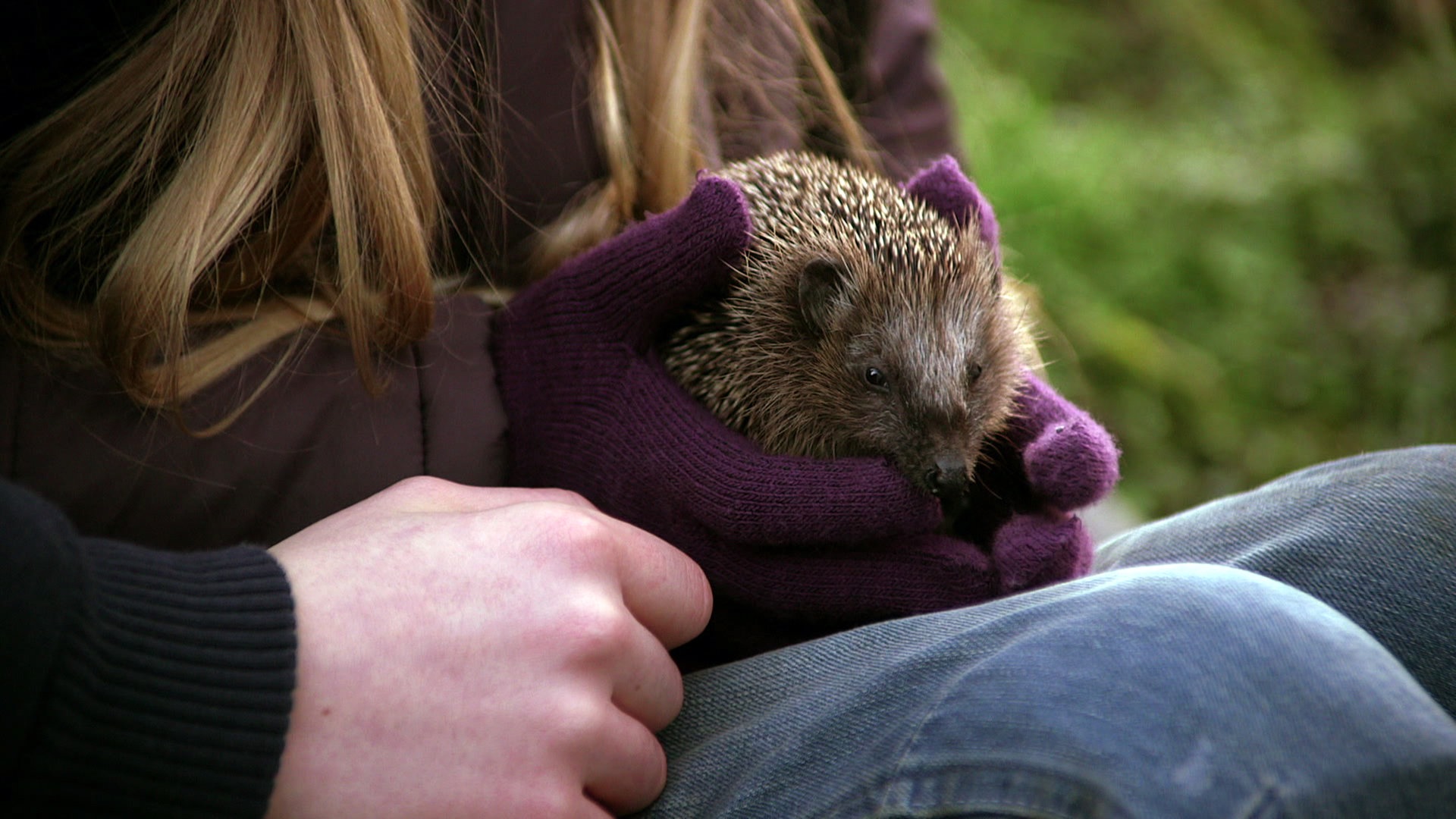 ein Igel (Foto: SWR)