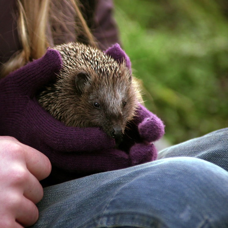 ein Igel (Foto: SWR)