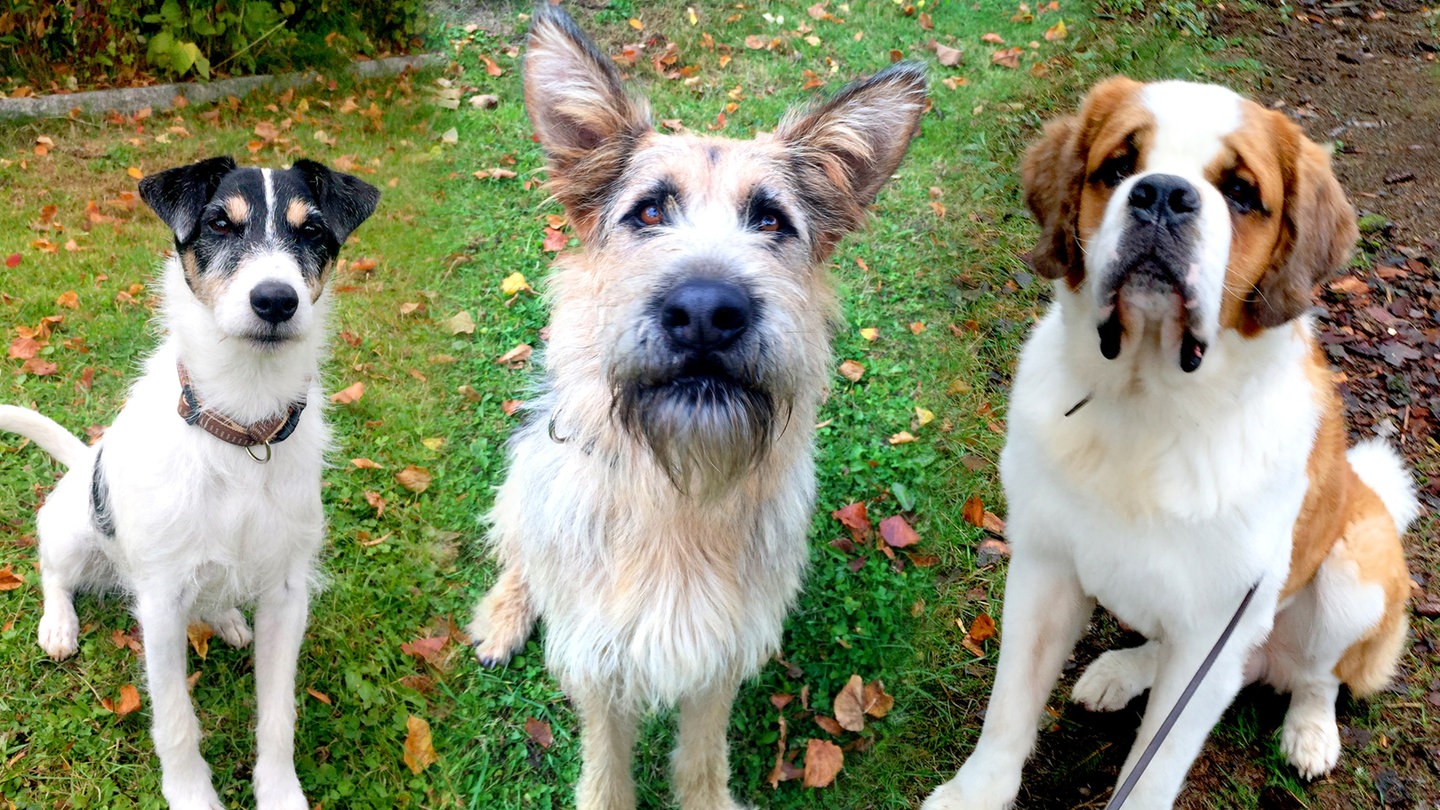 die Serienhunde Cookie, Brezel und Oswald (Foto: SWR)