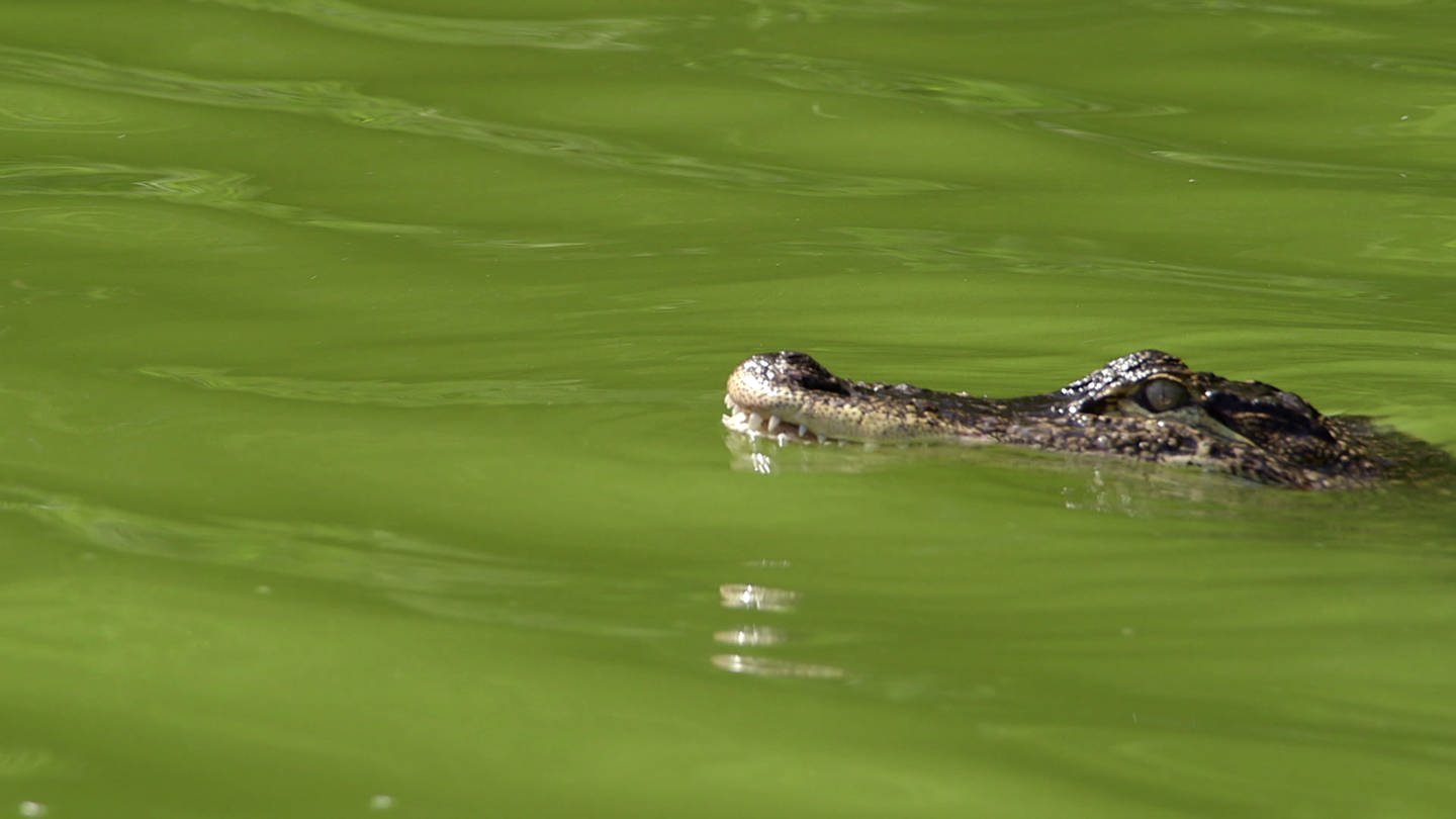 Krokodil im Wasser (Foto: SWR, SWR -)