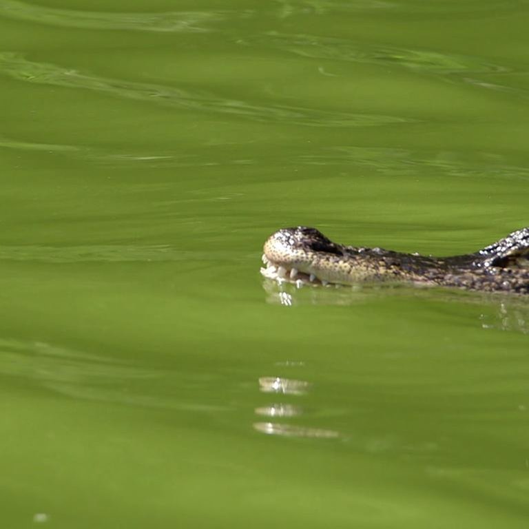 Krokodil im Wasser (Foto: SWR, SWR -)