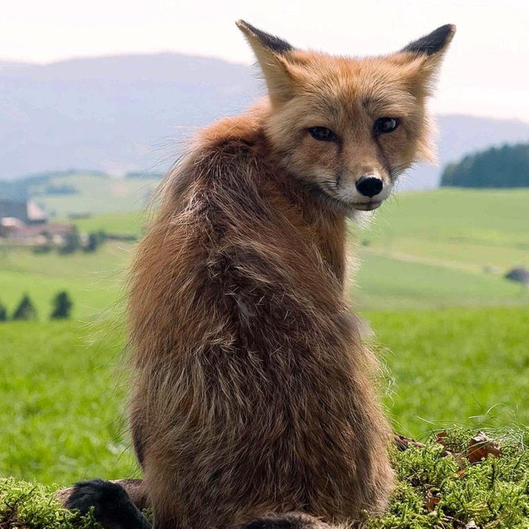 Fuchs (Foto: SWR, SWR -)