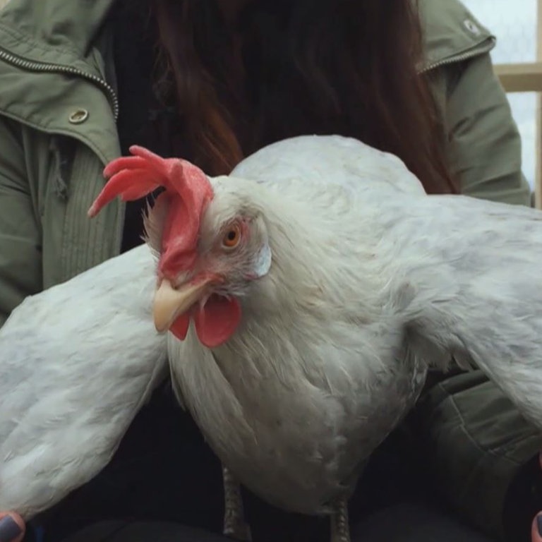 Huhn am Set von "Tiere bis unters Dach"