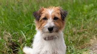 Hündin Resi spielt bei "Tiere bis unters Dach" Tinka