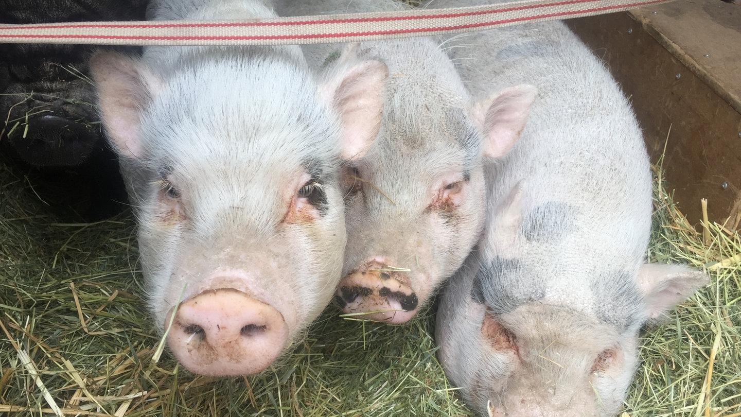 Minischweine vor der Kamera (Foto: SWR)