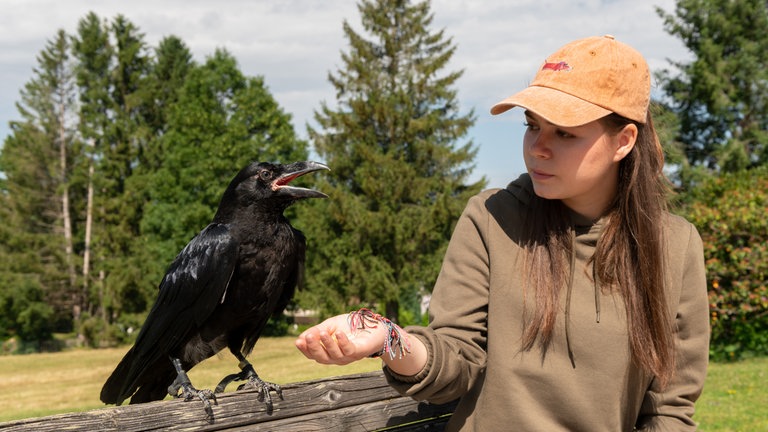 Ein Mädchen füttert eine Krähe die auf einem Holzzaun sitzt (Foto: SWR, Maria Wiesler)