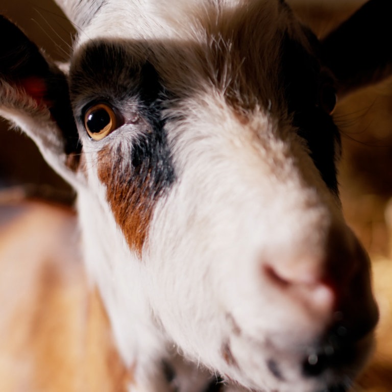 Ziegenbock schaut in die Kamera (Foto: SWR)