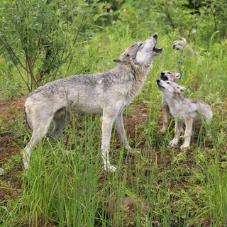 Wolf mit Jungtieren auf Wiese (Foto: imago images, imago/imagebroker)