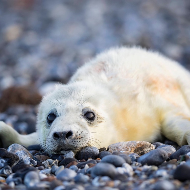 Kegelrobbenbaby am Strand (Foto: IMAGO, imago images)