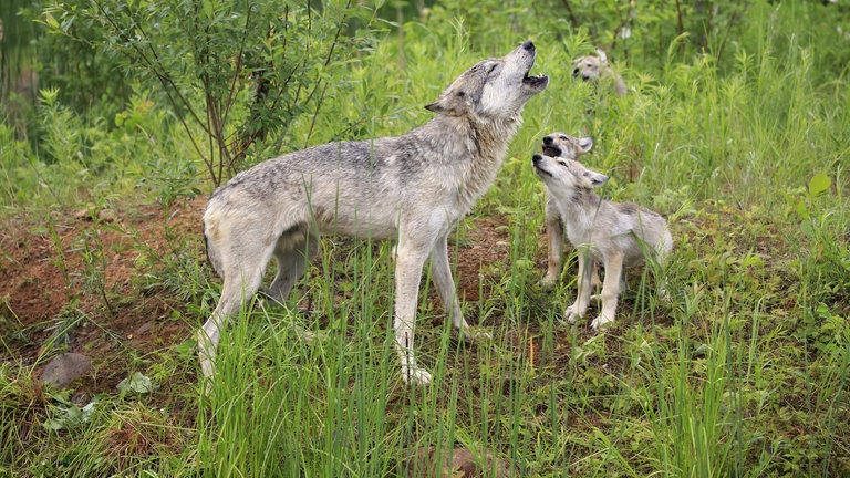 Wolf mit Jungtieren auf Wiese