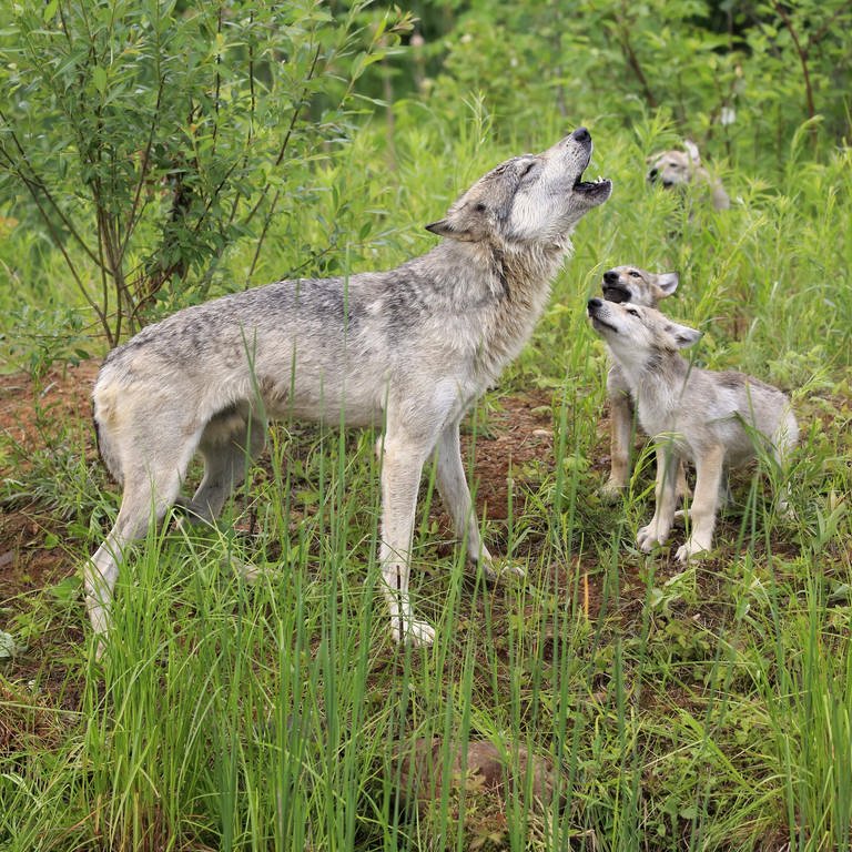 Wolf mit Jungtieren auf Wiese (Foto: IMAGO, imago/imagebroker)