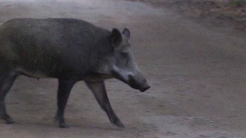 Wildschwein auf Streifzug in Berlin (Foto: SWR, SWR)