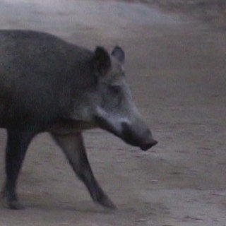 Wildschwein auf Streifzug in Berlin (Foto: SWR, SWR)
