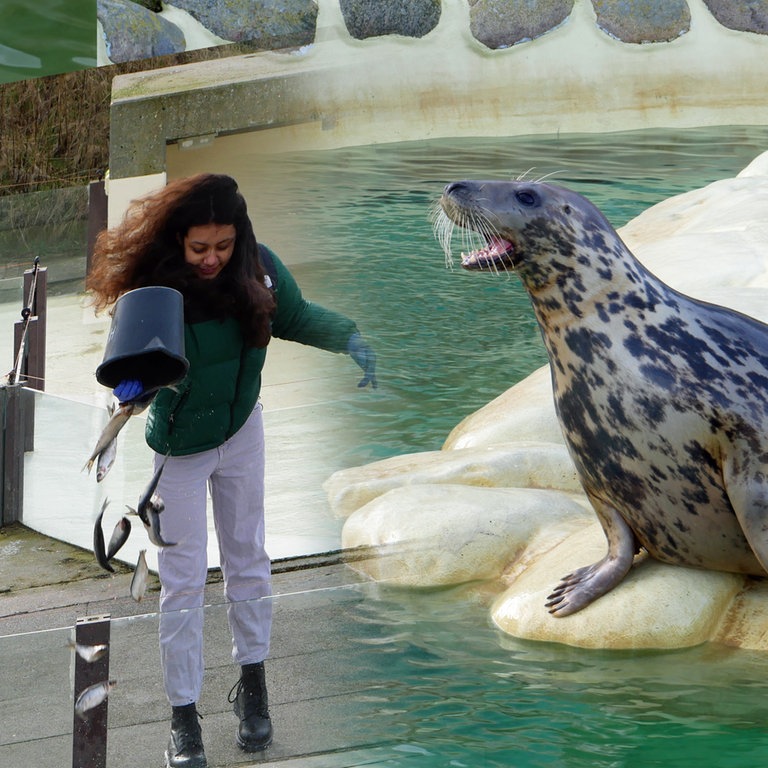 Imani-Lou füttert mit Ulrika Meinfelder Seehunde (Foto: SWR)