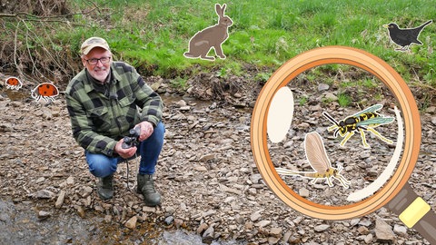 Peter Wohlleben im Wald (Foto: SWR)