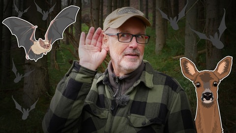 Peter Wohlleben im Wald (Foto: SWR)