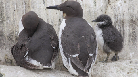 Pinguine (Foto: SWR)