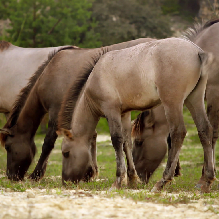 Pferde (Foto: SWR)