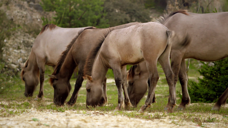 Pferde (Foto: SWR)