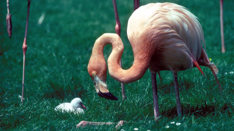 Flamingo (Foto: SWR)