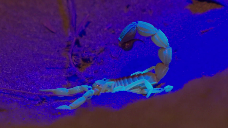 Skorpion (Foto: SWR)