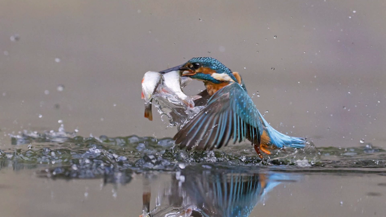 Kolibri mit Fisch im Schnabel (Foto: SWR)