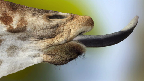 Giraffenzunge (Foto: SWR)
