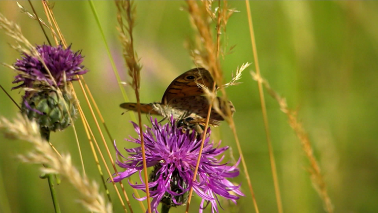Schmetterling auf einer Blume (Foto: SWR)